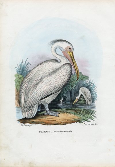 Great White Pelican, 1863-79 by Raimundo Petraroja